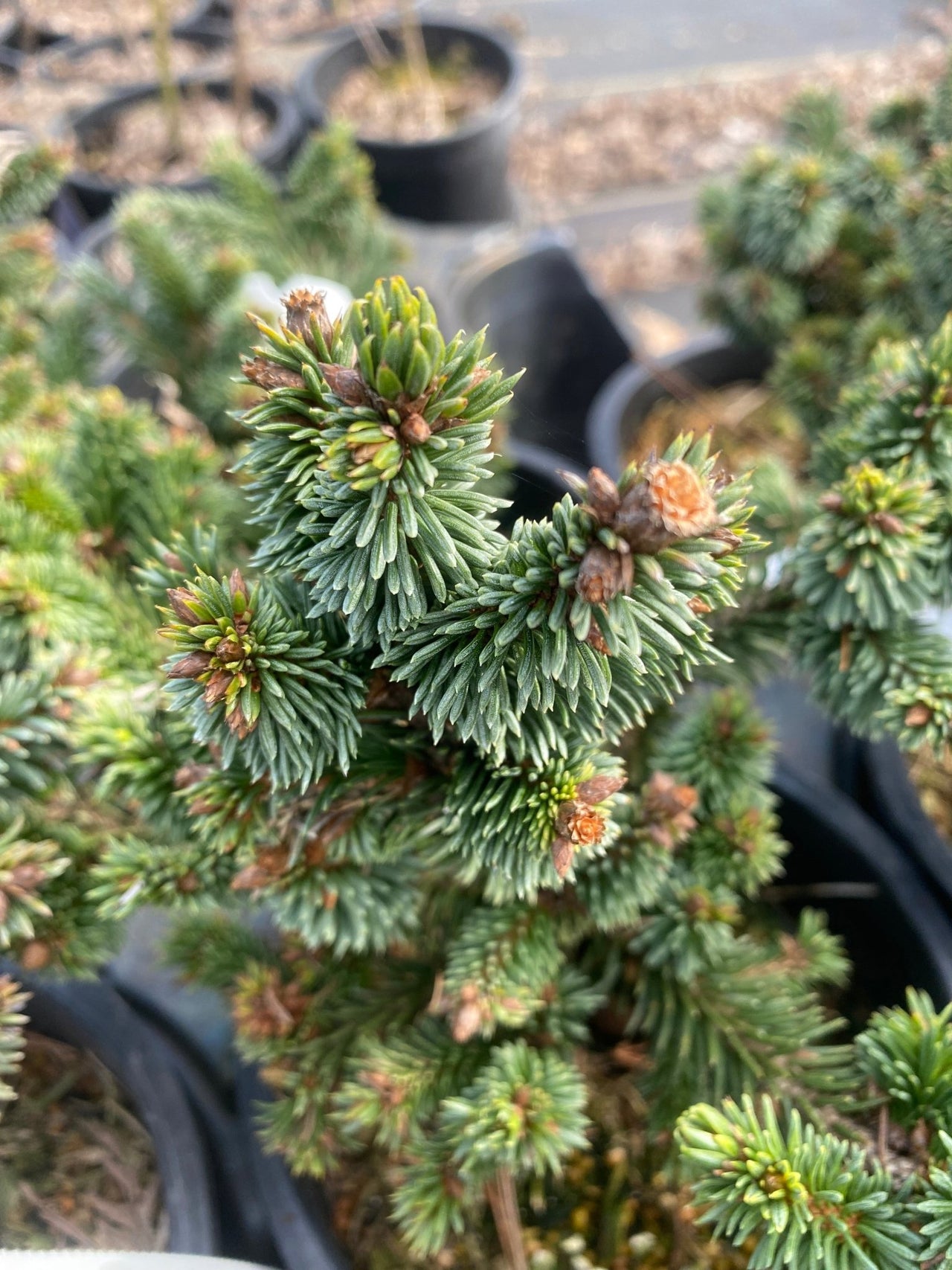 Picea abies 'Red Devil' Norway Spruce - Maple Ridge Nursery