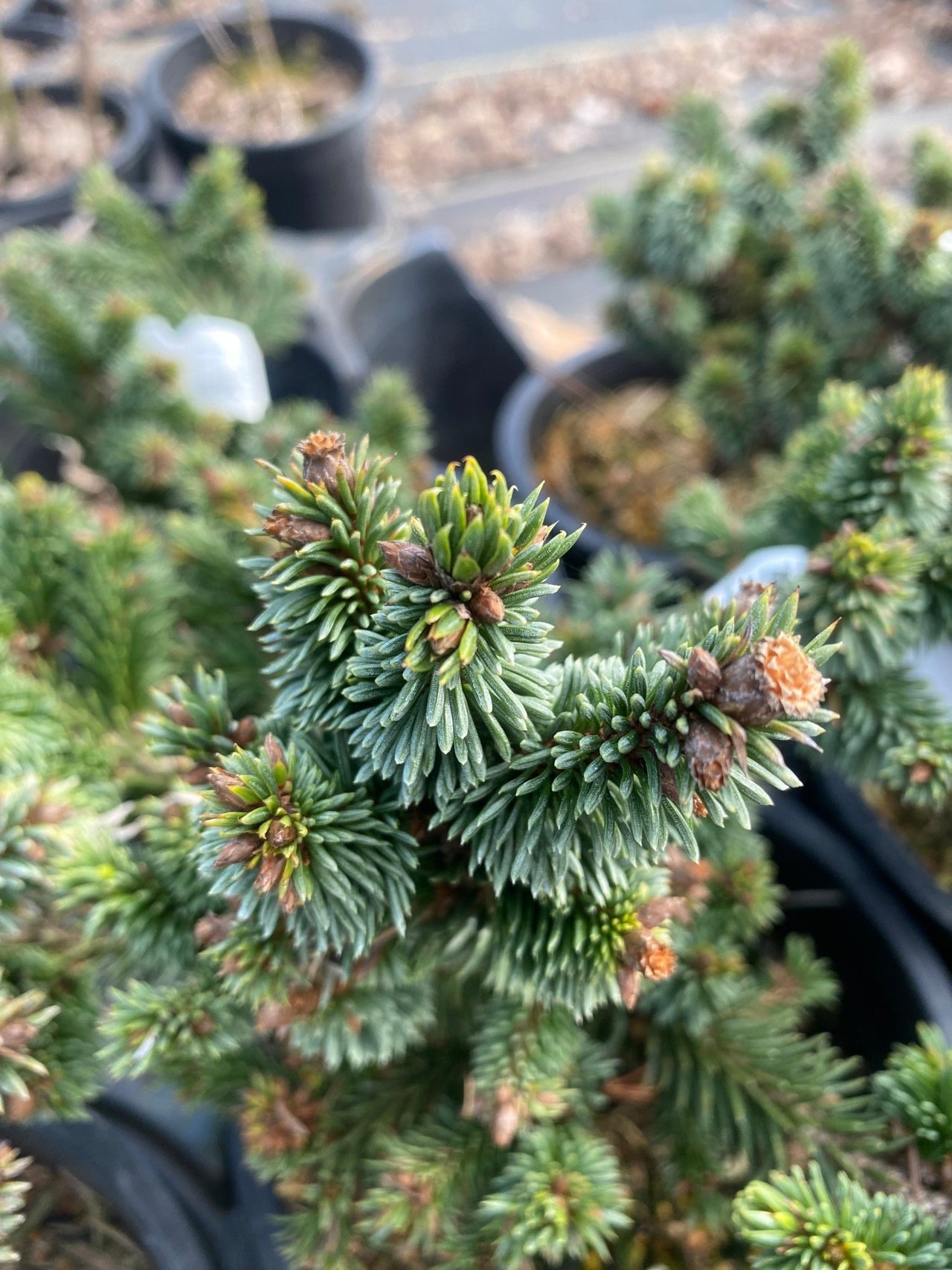 Picea abies 'Red Devil' Norway Spruce - Maple Ridge Nursery