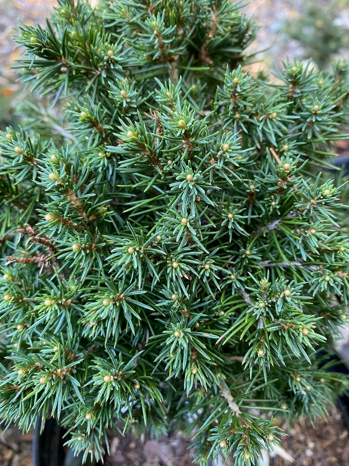 Abies pinsapo | Spanish fir - Van den Berk Nurseries