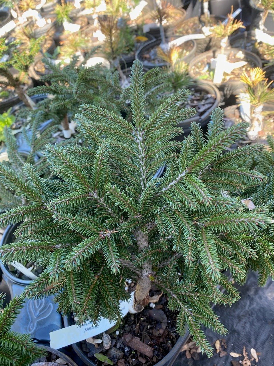 Picea orientalis 'Barnes' - Maple Ridge Nursery
