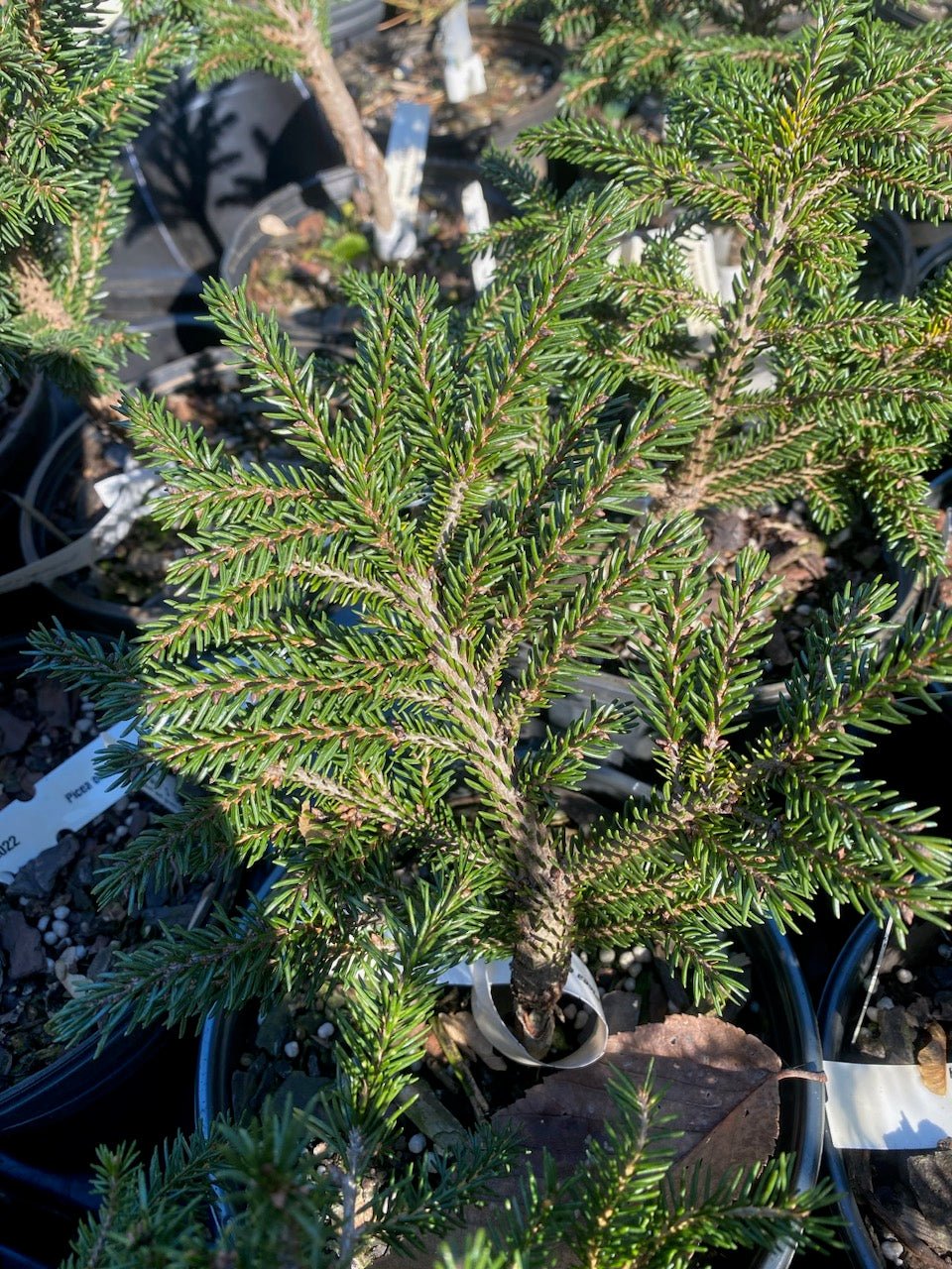Picea orientalis 'Bergman's Gem' - Maple Ridge Nursery