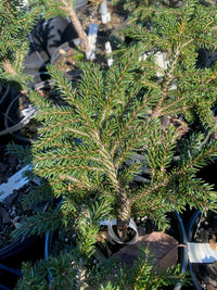 Thumbnail for Picea orientalis 'Bergman's Gem' - Maple Ridge Nursery