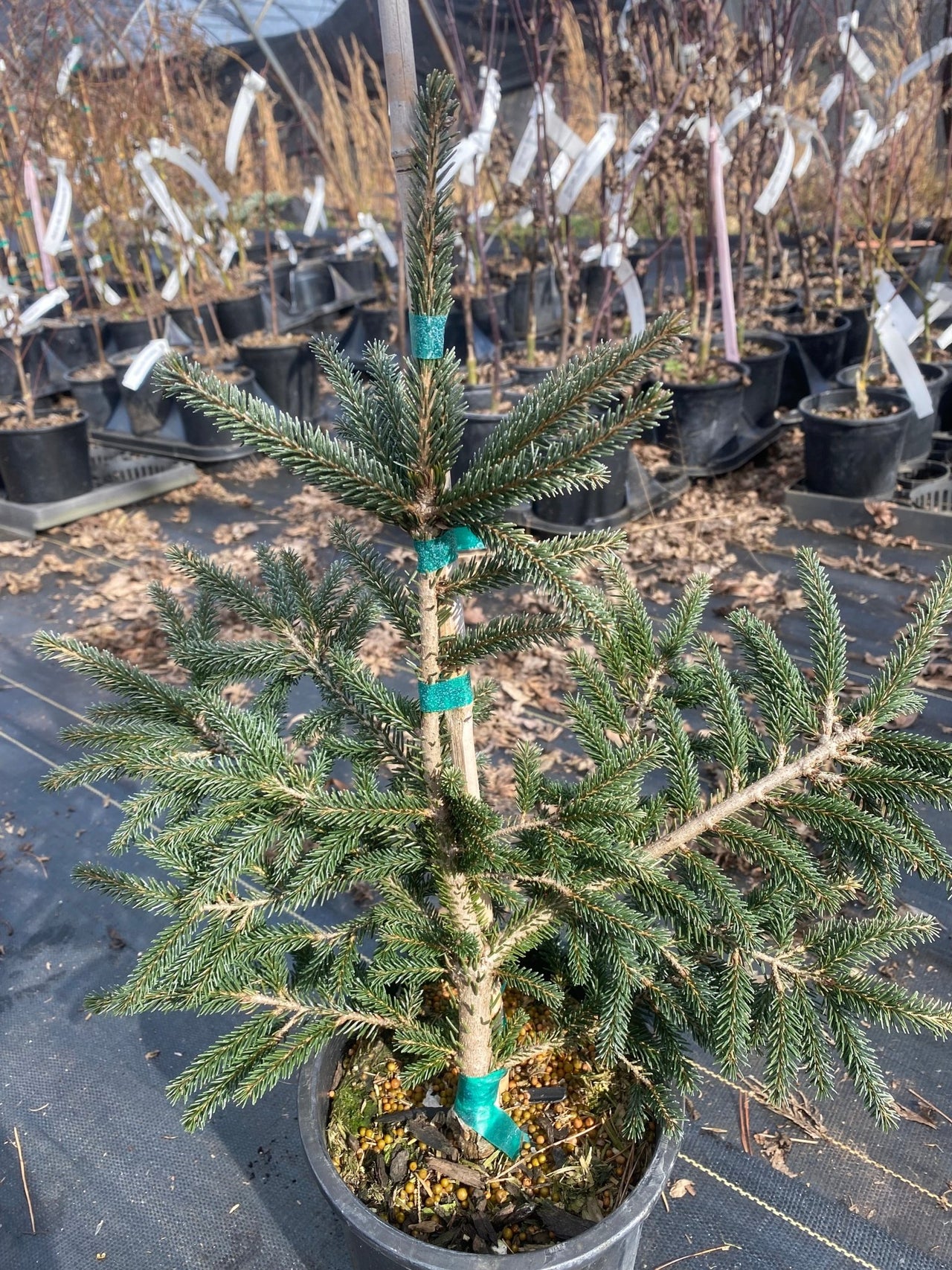 Picea orientalis 'Ferny Creek Prostrate' - Maple Ridge Nursery