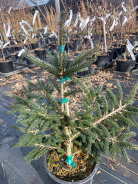 Thumbnail for Picea orientalis 'Ferny Creek Prostrate' - Maple Ridge Nursery