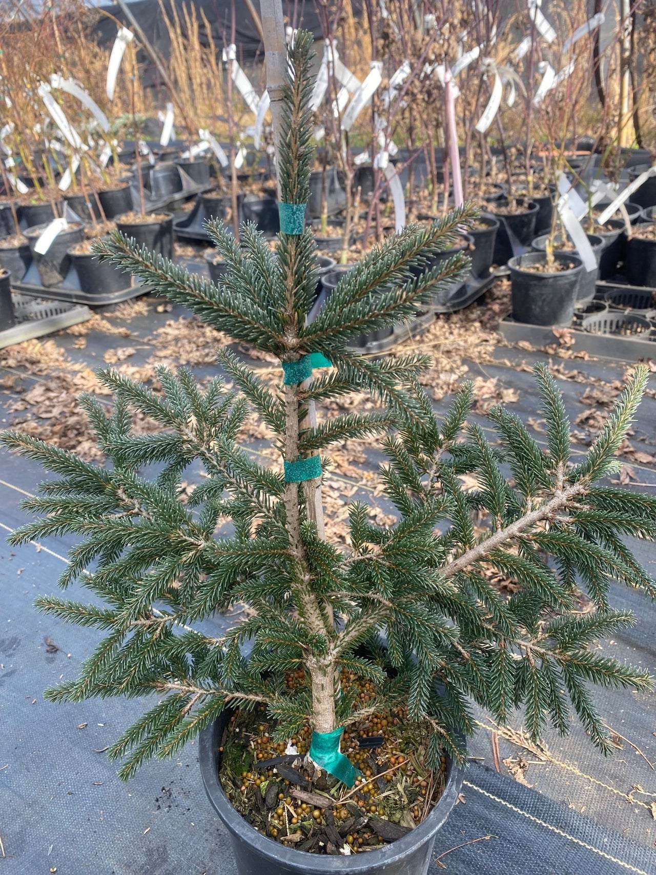 Picea orientalis 'Ferny Creek Prostrate' - Maple Ridge Nursery