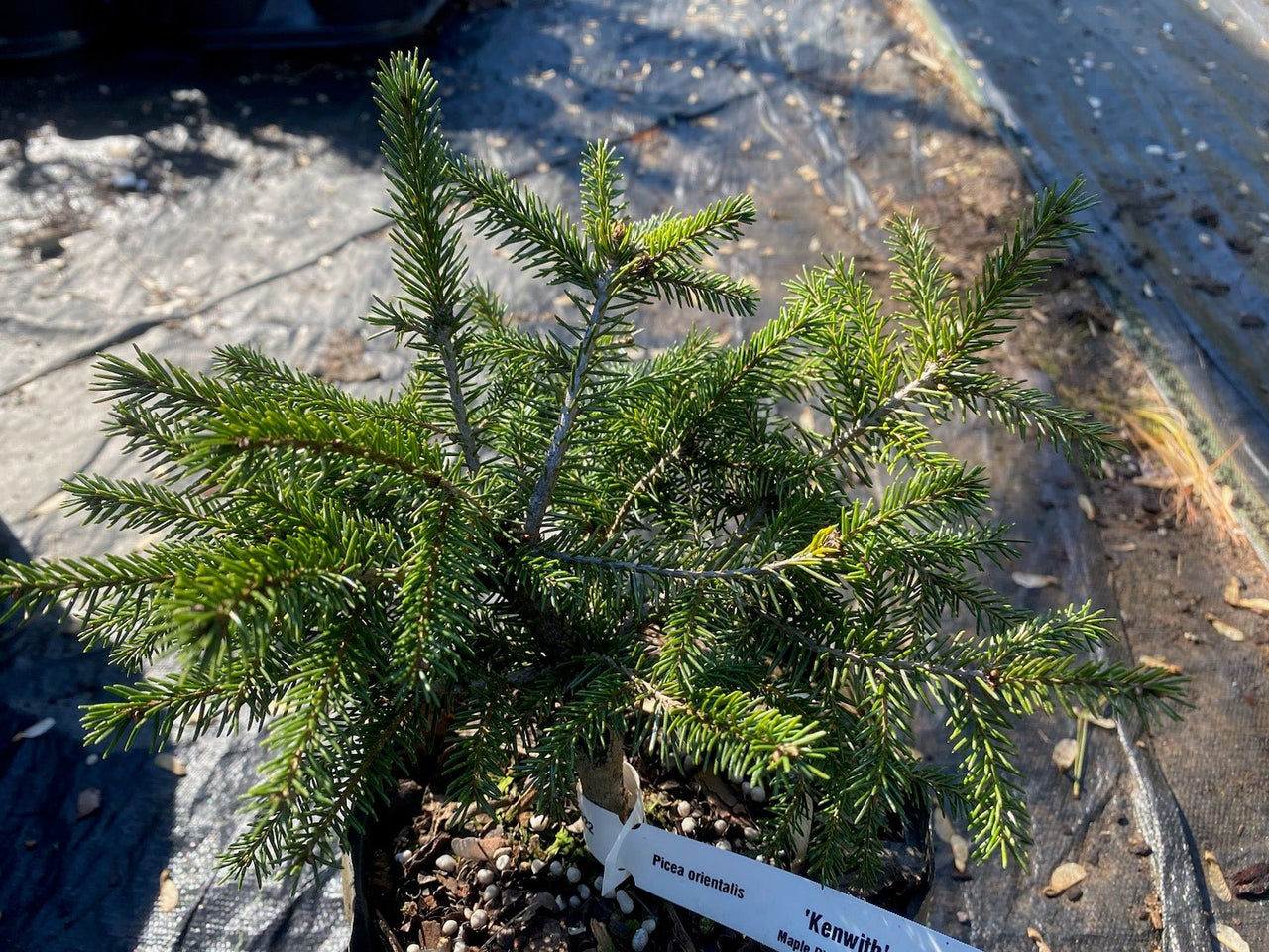 Picea orientalis 'Kenwith' - Maple Ridge Nursery