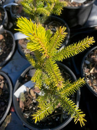 Thumbnail for Picea orientalis 'Lil Sky' - Maple Ridge Nursery