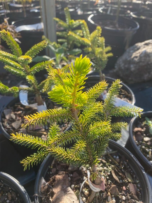 Picea orientalis 'Lil Sky' - Maple Ridge Nursery
