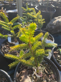Thumbnail for Picea orientalis 'Lil Sky' - Maple Ridge Nursery