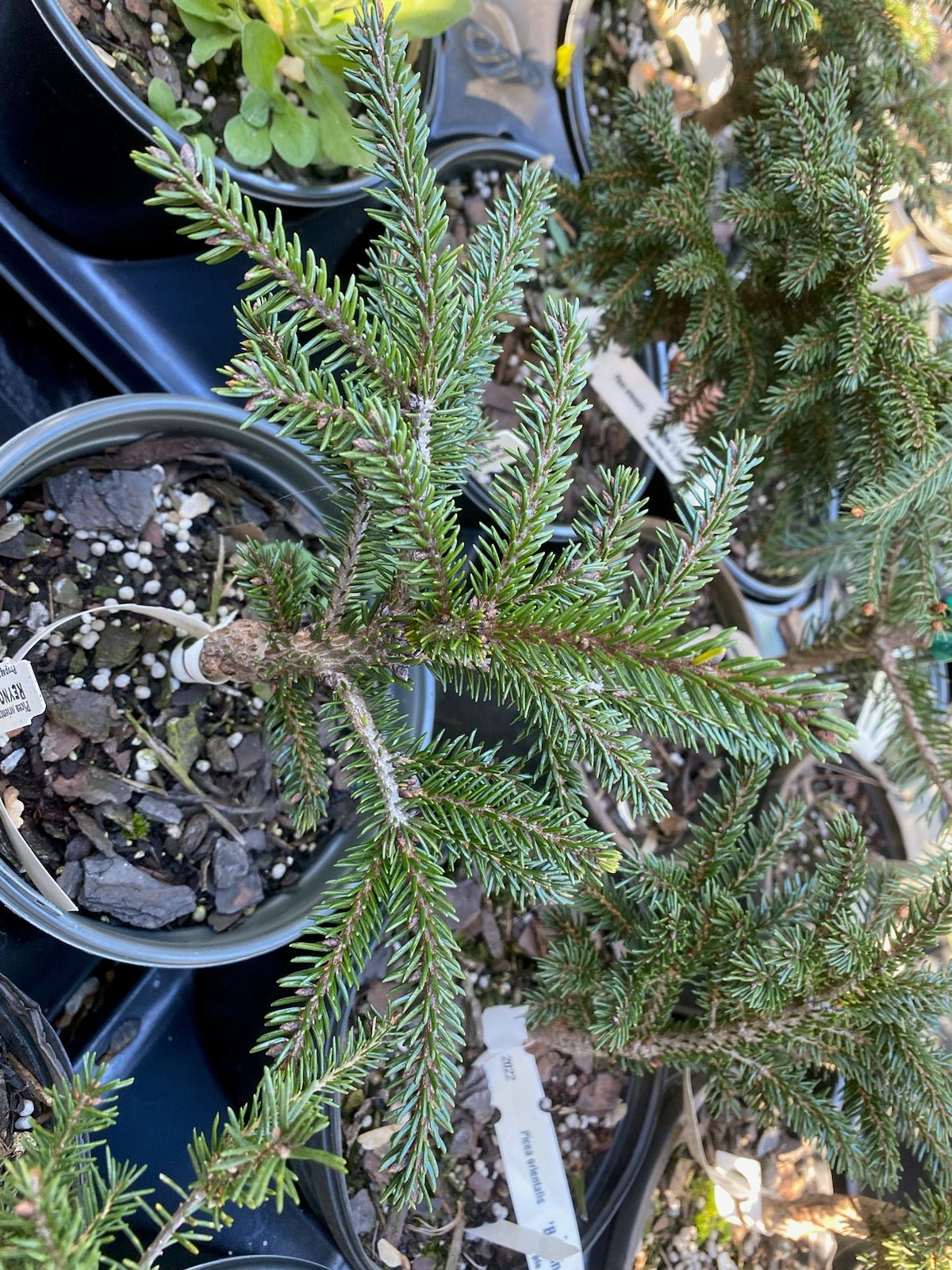 Picea orientalis 'Reynolds' - Maple Ridge Nursery