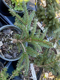 Thumbnail for Picea orientalis 'Reynolds' - Maple Ridge Nursery