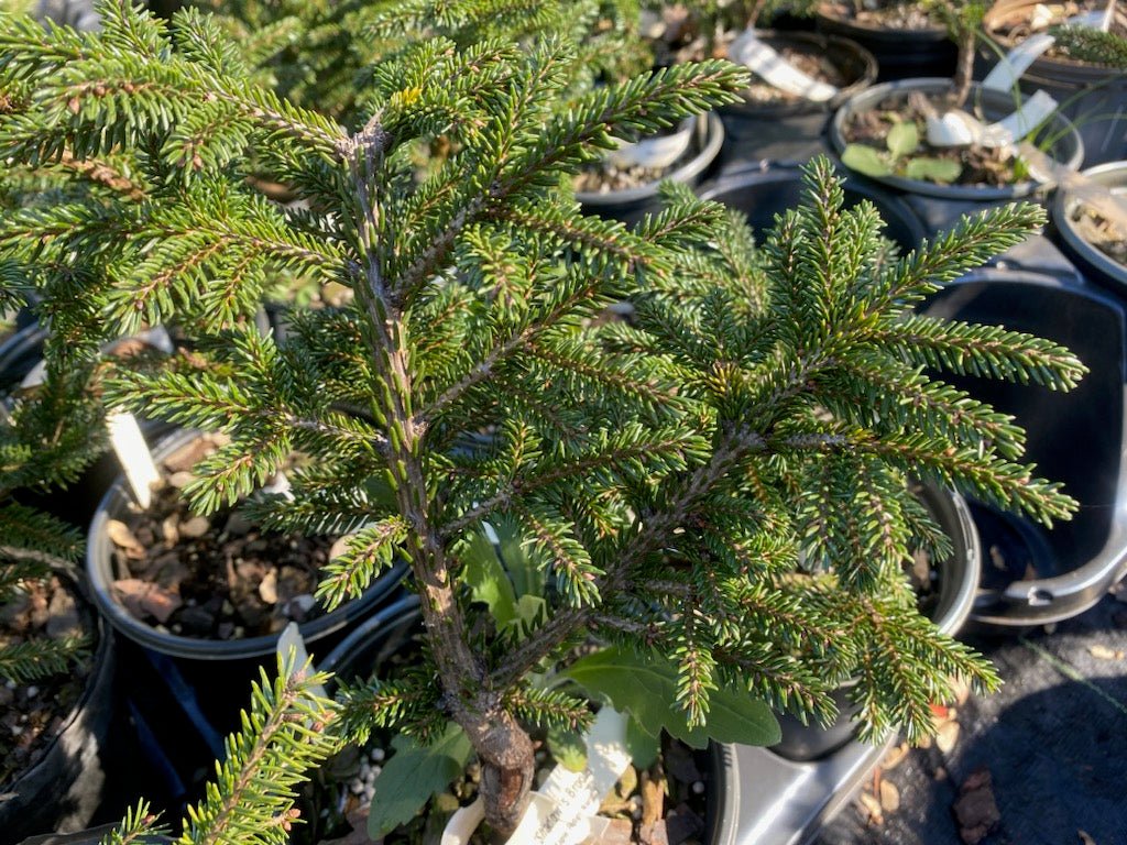 Picea orientalis 'Shadow's Broom' - Maple Ridge Nursery