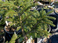Thumbnail for Picea orientalis 'Shadow's Broom' - Maple Ridge Nursery