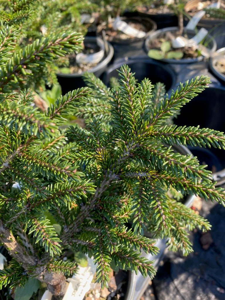 Picea orientalis 'Shadow's Broom' - Maple Ridge Nursery