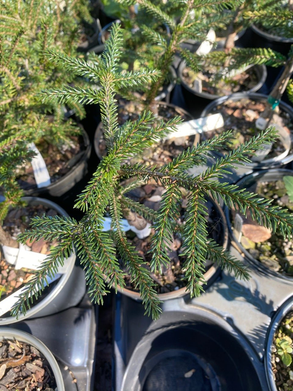 Picea orientalis 'Spring Frost' - Maple Ridge Nursery