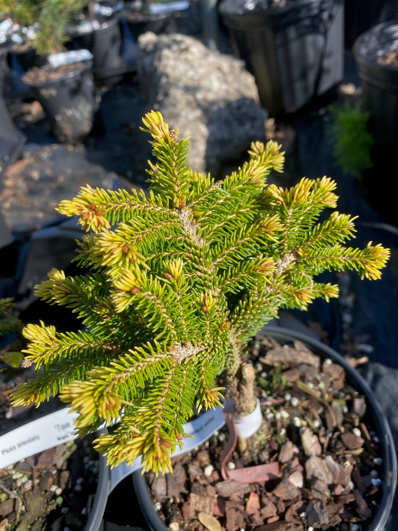 Picea orientalis 'Tom Thumb' - Maple Ridge Nursery