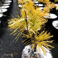 Thumbnail for Pinus densiflora 'Aurea' - mapleridgenursery