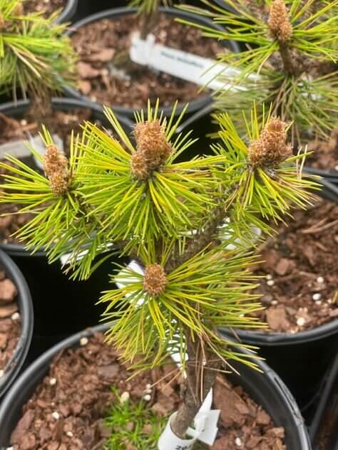 Pinus densiflora 'Low Glow' - mapleridgenursery