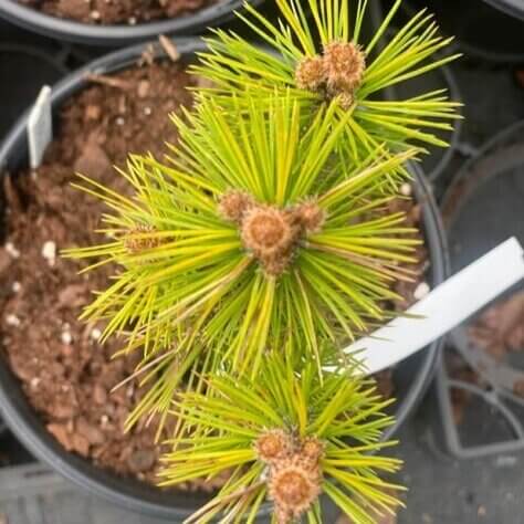 Pinus densiflora 'Low Glow' - mapleridgenursery