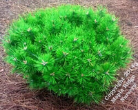 Thumbnail for Pinus densiflora 'Low Glow' - mapleridgenursery