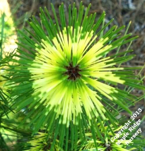 Pinus densiflora 'Oculus draconis' - mapleridgenursery