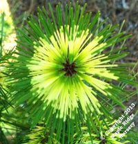 Thumbnail for Pinus densiflora 'Oculus draconis' - mapleridgenursery