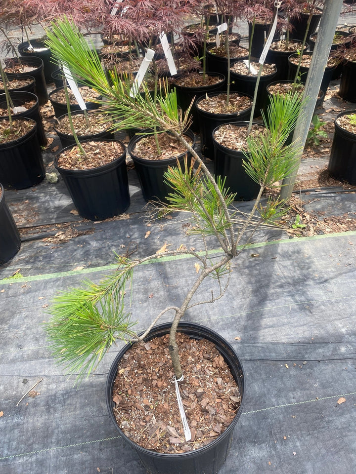japanese red pine bonsai tree Pinus densiflora 'Pendula' Weeping Japanese Red Pine – Maple Ridge Nursery