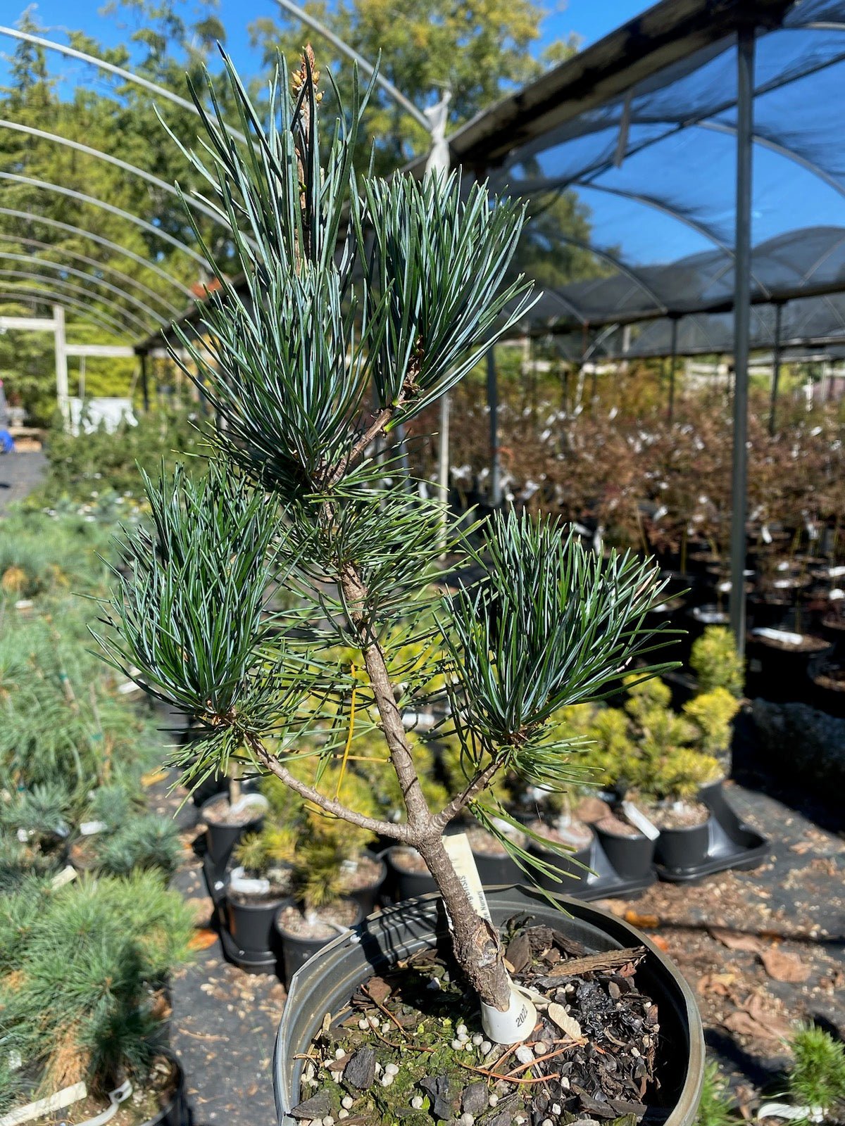 Pinus kwangtungensis - Maple Ridge Nursery