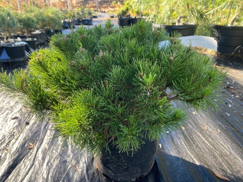 Pinus mugo 'Pumilio' - Maple Ridge Nursery