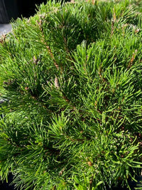Thumbnail for Pinus mugo 'Pumilio' - Maple Ridge Nursery