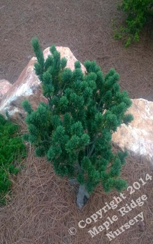 Pinus parviflora 'Adcock's Dwarf' - mapleridgenursery