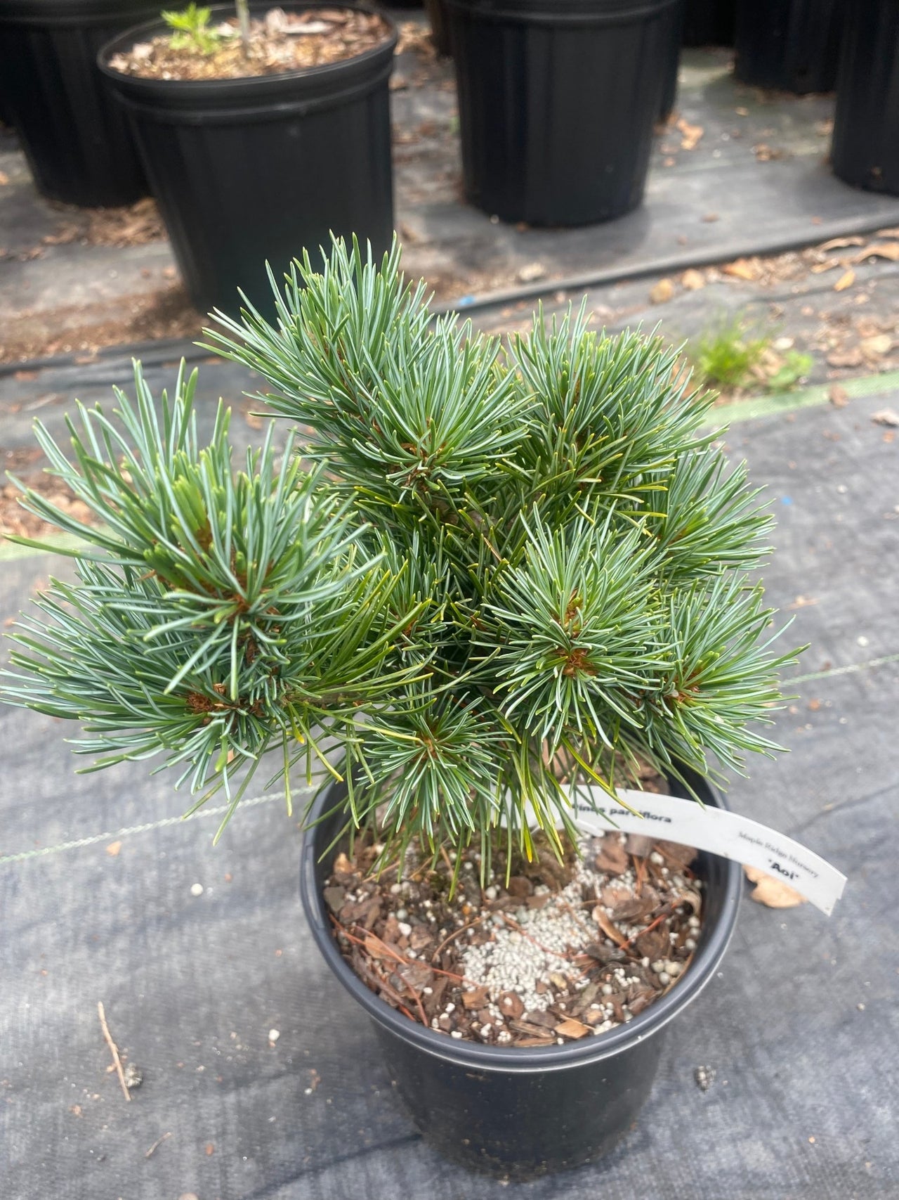 Pinus parviflora 'Aoi' - mapleridgenursery