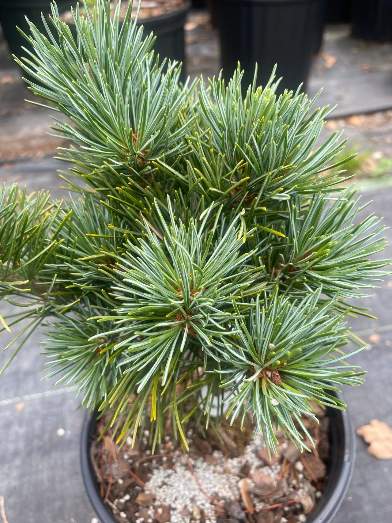 Pinus parviflora 'Aoi' - mapleridgenursery