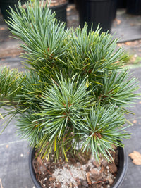 Thumbnail for Pinus parviflora 'Aoi' - mapleridgenursery