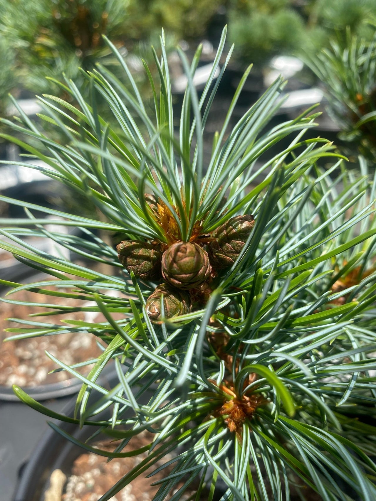 Pinus parviflora 'Blue Lou' - mapleridgenursery