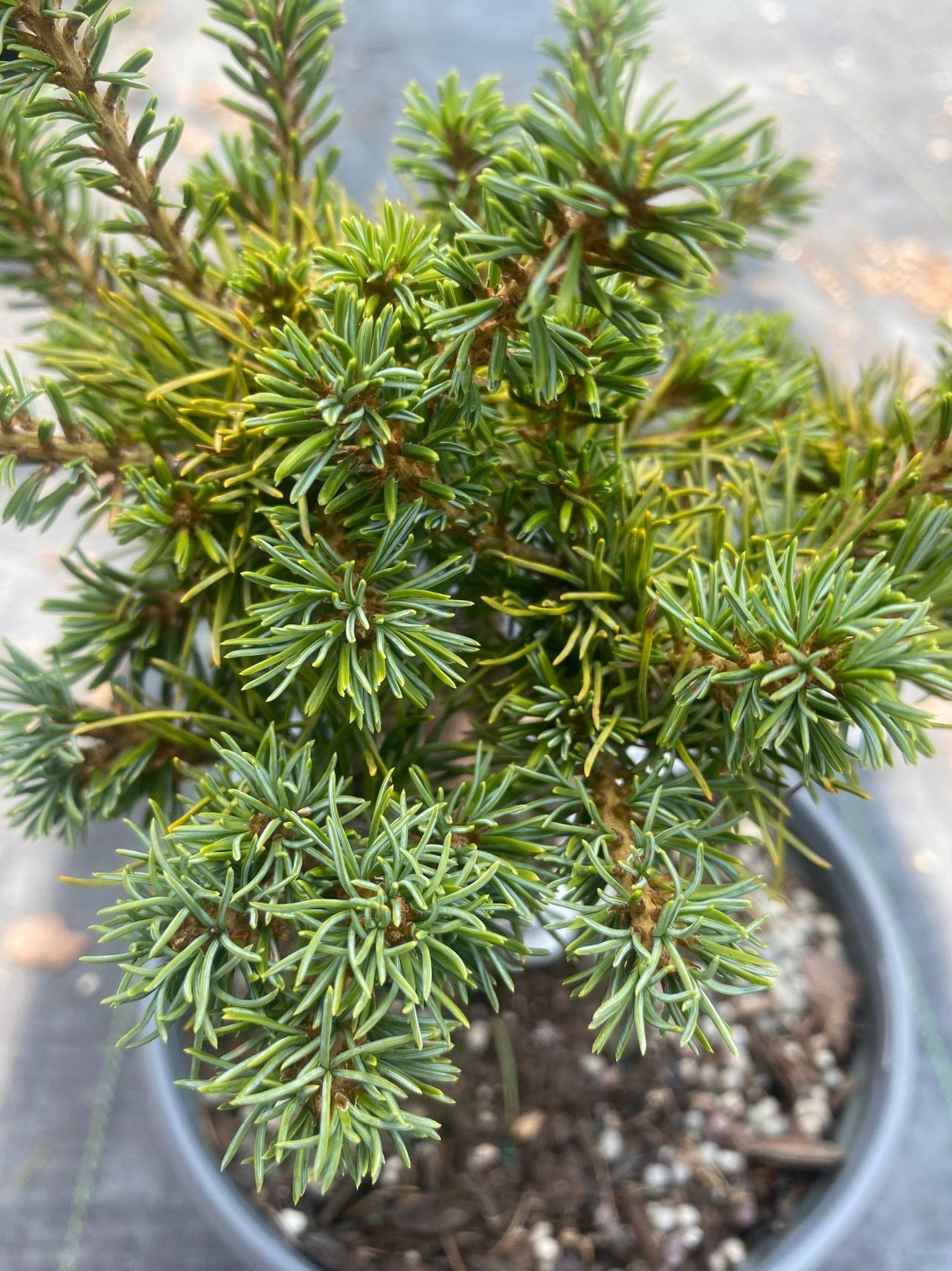 Pinus parviflora 'Bonny' - mapleridgenursery