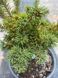 Thumbnail for Pinus parviflora 'Bonny' - mapleridgenursery