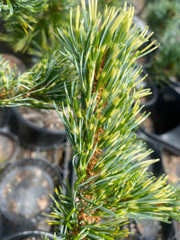 Thumbnail for Pinus parviflora 'Fukai' - mapleridgenursery