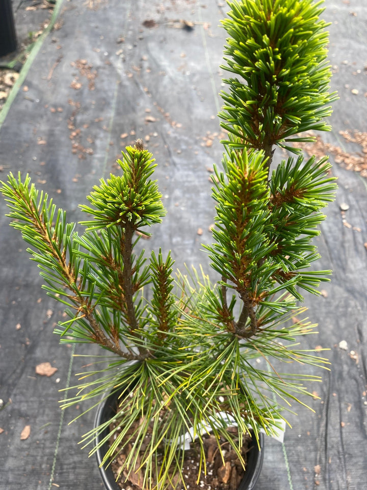 Pinus parviflora 'Gimborn's Pyramid' Japanese White Pine – Maple