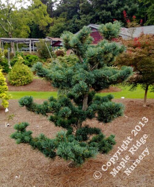 Pinus parviflora 'Glauca' - mapleridgenursery