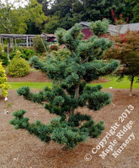 Thumbnail for Pinus parviflora 'Glauca' - mapleridgenursery