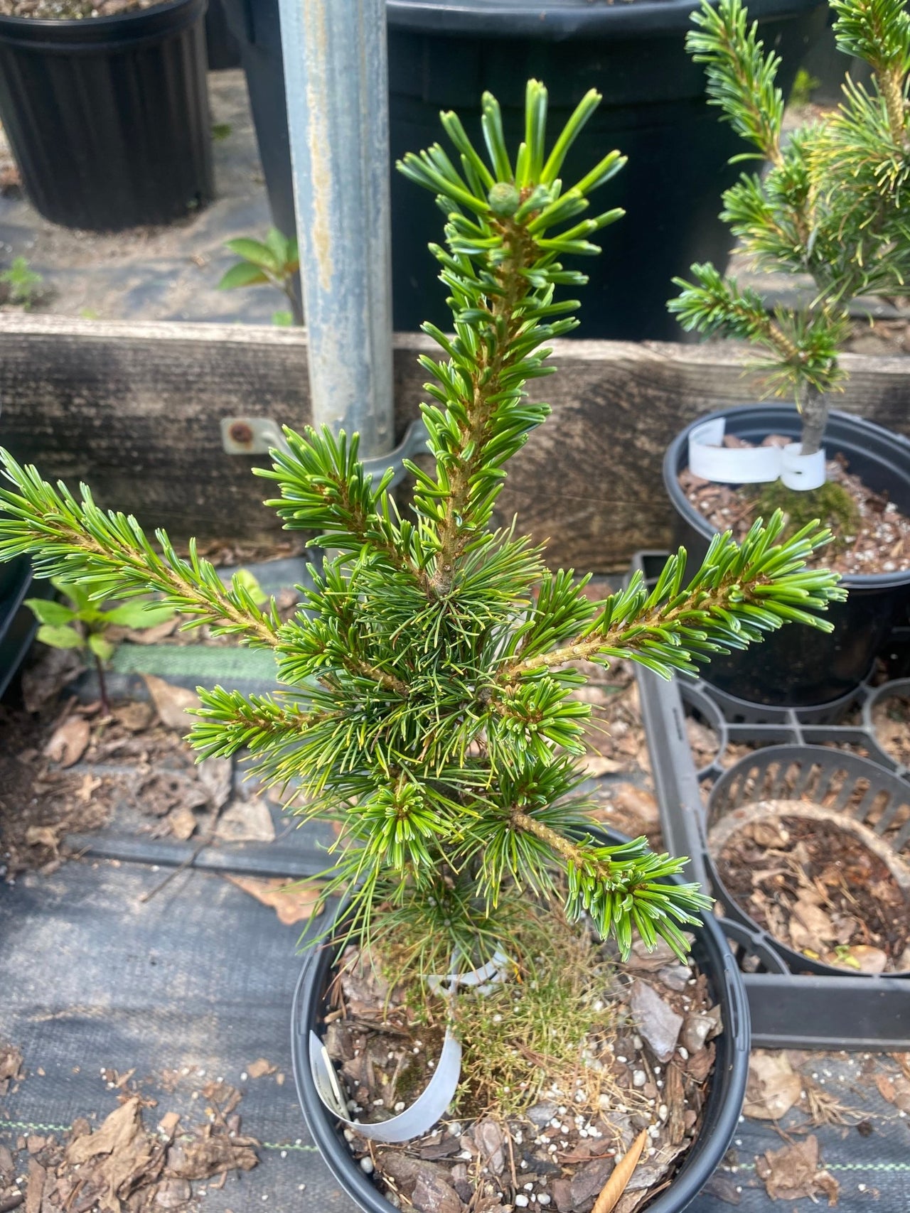 Pinus parviflora 'Glauca Breviflora' - mapleridgenursery