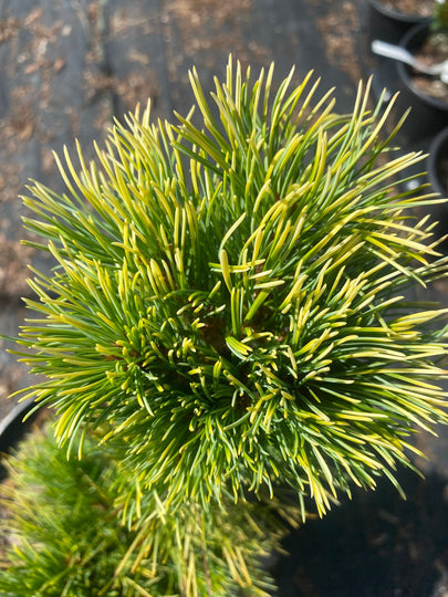 ☆BIG king ☆ EVISEN PINE TREE CAMO pinus-parviflora-goldylocks-