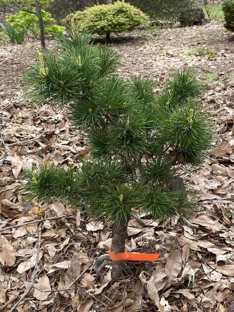 Pinus parviflora 'Goldylocks' - mapleridgenursery