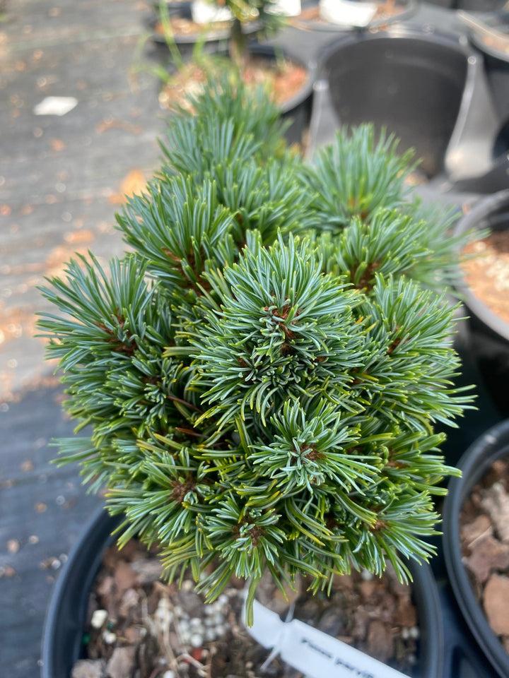 Pinus parviflora 'Kinpo' – Maple Ridge Nursery