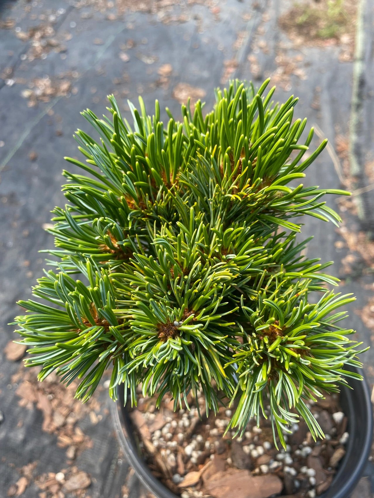 Pinus parviflora 'Miyoi' - mapleridgenursery