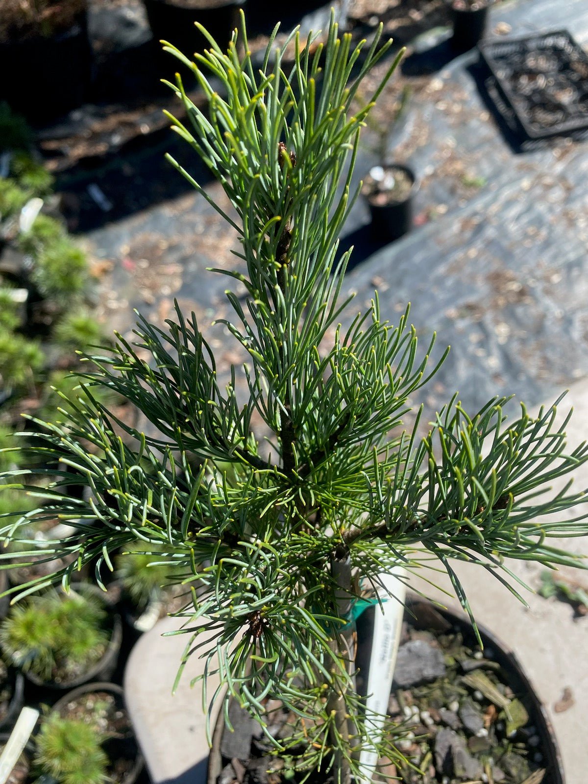 Pinus parviflora 'Nellie D' - Maple Ridge Nursery