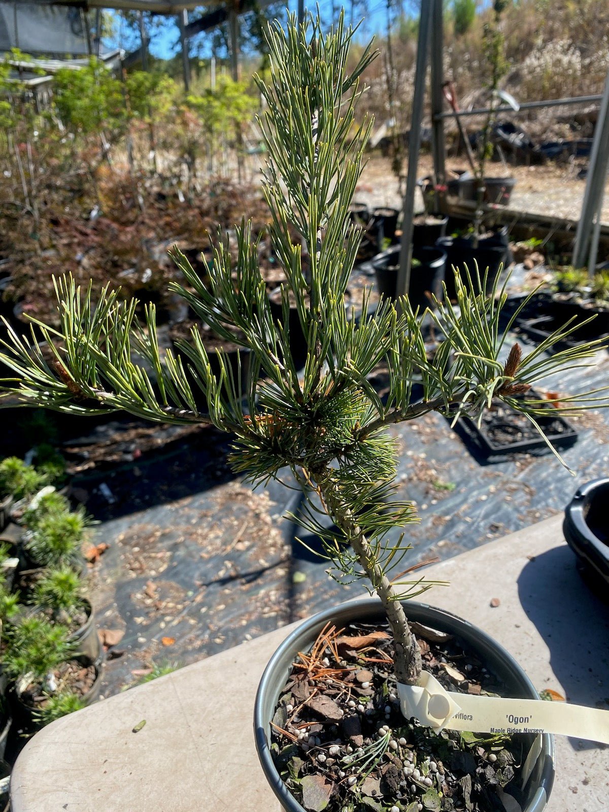 Pinus parviflora 'Ogon' - Maple Ridge Nursery