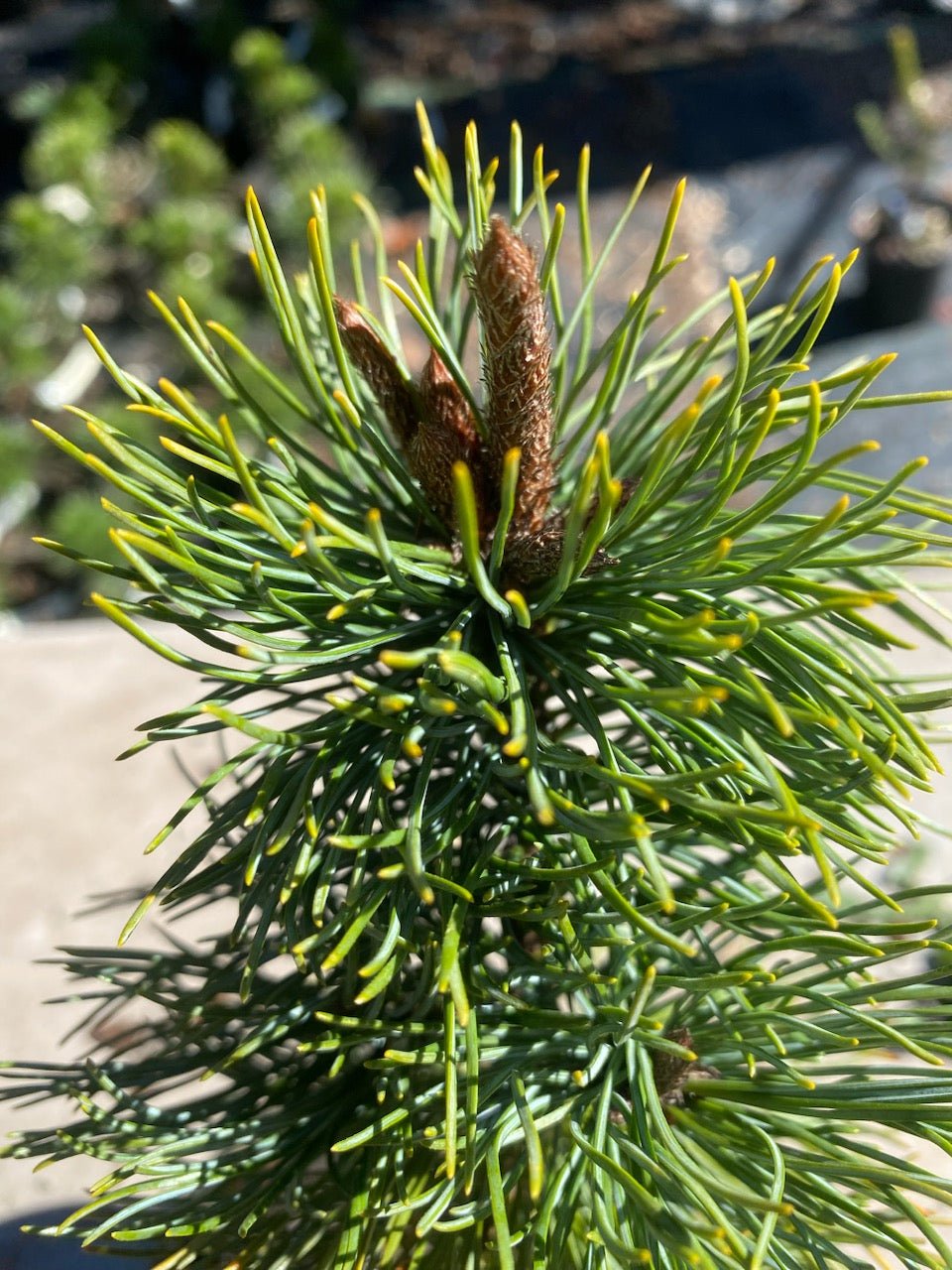 Pinus parviflora 'Shizukagoten' - Maple Ridge Nursery