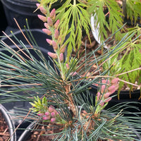Thumbnail for Pinus parviflora 'Tamina no yuki' - mapleridgenursery